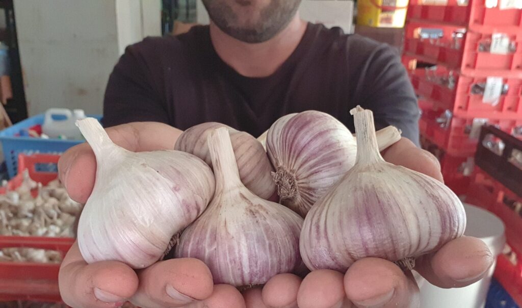 Garlic Kingdom