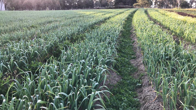 Ontos Farm Organics